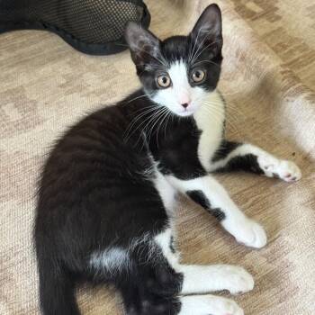 Ozzie -  Domestic Short Hair Cat for Adoption in Philadelphia, Pennsylvania - Ozzie | PetCurious