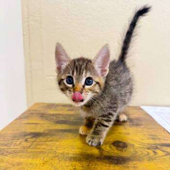 REBA McENTIRE -  Domestic Short Hair Cat for Adoption in Joshua Tree, California - REBA McENTIRE | PetCurious