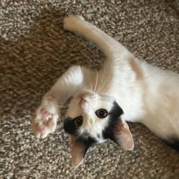 Camellia -  Domestic Short Hair Cat for Adoption in Enterprise, Alabama - Camellia | PetCurious