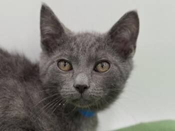 East -  Domestic Short Hair Cat for Adoption in Portland, Oregon - East | PetCurious