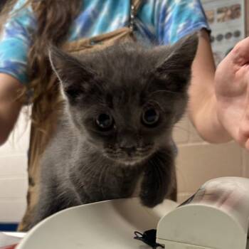 Nemo -  Domestic Medium Hair Cat for Adoption in Newport, North Carolina - Nemo | PetCurious