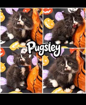 pugsley blue -  Domestic Long Hair Cat for Adoption in Rensselaer, Indiana - Pugsley Blue | PetCurious