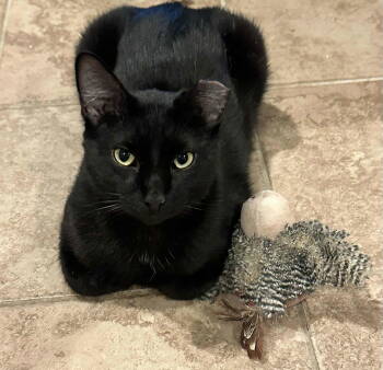 Rescue Bombay and Domestic Short Hair Cats for Adoption in Pearland, Texas - Van Gogh | PetCurious