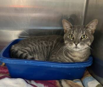 Theo - Friendly Gray Tabby - #20 -  Domestic Short Hair Cat for Adoption in Mitchell, South Dakota - Theo - Friendly Gray Tabby - #20 | PetCurious