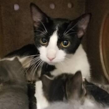 Mila -  Domestic Short Hair Cat for Adoption in Philadelphia, Pennsylvania - Mila | PetCurious