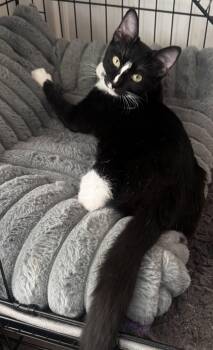 Whiskers -  Domestic Short Hair Cat for Adoption in Seal Beach, California - Whiskers | PetCurious