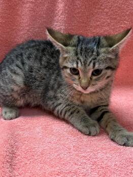 Domestic Short Hair Cats Available for Adoption - Daisy | PetCurious