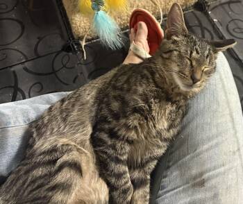 Rescue Domestic Short Hair Cats for Adoption in Nashville, Tennessee - Ben | PetCurious