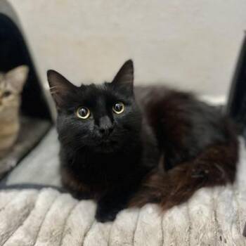 Domestic Medium Hair Cats Available for Adoption - Novah | PetCurious