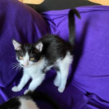 Pam -  Domestic Short Hair Cat for Adoption in Skokie, Illinois - Pam | PetCurious