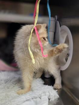 Taco -  Persian and Domestic Short Hair Cat for Adoption in Westland, Michigan - Taco | PetCurious