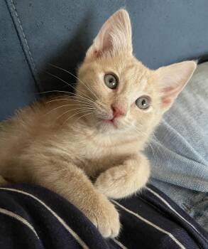 Buffy -  Domestic Short Hair Cat for Adoption in Oviedo, Florida - Buffy | PetCurious
