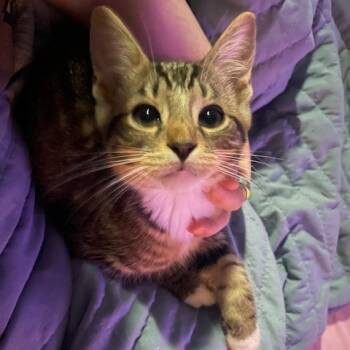 Rescue Domestic Short Hair Cats for Adoption in Lynchburg, Virginia - Twiddle Dee | PetCurious