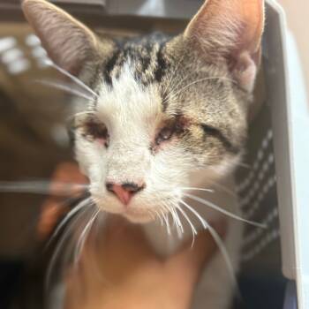 Rescue Domestic Short Hair Cats for Adoption in Goleta, California - Ram | PetCurious