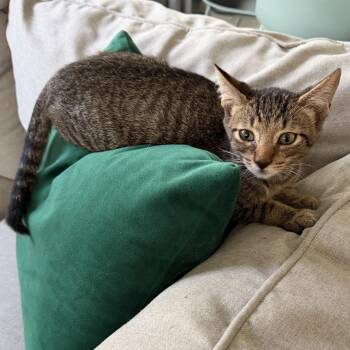 Luis -  Domestic Short Hair Cat for Adoption in Houston, Texas - Luis | PetCurious