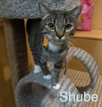 Shube -  Domestic Short Hair Cat for Adoption in Reno, Nevada - Shube | PetCurious