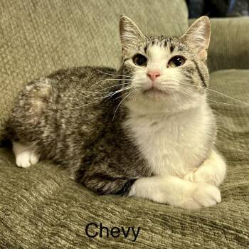 Chevy -  Domestic Short Hair Cat for Adoption in Buffalo, Minnesota - Chevy | PetCurious