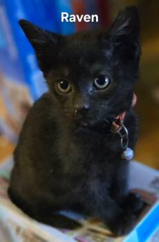 Rescue Domestic Short Hair Cats for Adoption in Chicopee, Massachusetts - Sumi | PetCurious