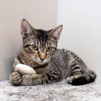 Rescue Tabby and Domestic Short Hair Cats for Adoption in Chicago, Illinois - Owen | PetCurious