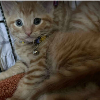 Rescue Domestic Short Hair Cats for Adoption in Nashville, Tennessee - Sunflower | PetCurious