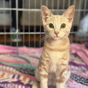 Rescue Domestic Short Hair Cats for Adoption in San Carlos, California - Webster | PetCurious
