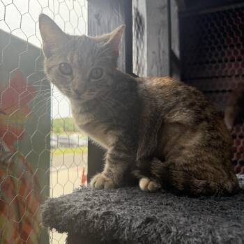 Rescue Domestic Short Hair Cats for Adoption in Absecon, New Jersey - Tilly | PetCurious