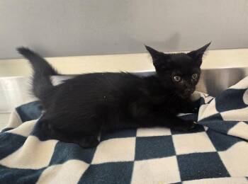Mel -  Domestic Short Hair Cat for Adoption in Dickson, Tennessee - Mel | PetCurious