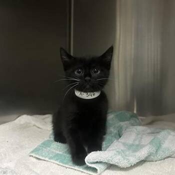 Domestic Short Hair Cats Available for Adoption in Pasadena, California - Milo | PetCurious