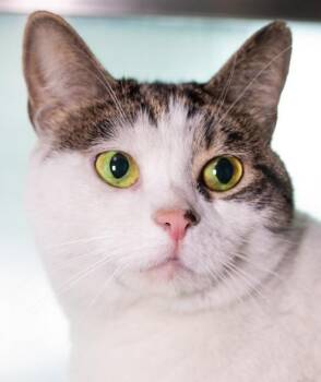 Domestic Short Hair Cats Available for Adoption in Boston, Massachusetts - KIMCHI | PetCurious