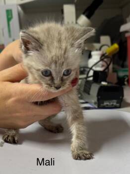 Siamese Cats Available for Adoption in Rutherfordton, North Carolina - Mali | PetCurious
