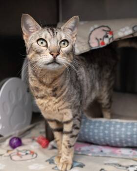 Bengal Cats Available for Adoption in Boone, Iowa - Bella | PetCurious
