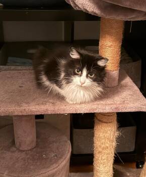 RuPawl -  Domestic Long Hair Cat Available for Adoption in Pawtucket, Rhode Island - RuPawl | PetCurious