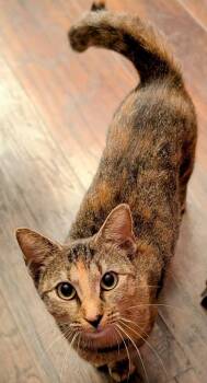 Rescue Calico Cats for Adoption in Miami, Oklahoma - Lulu | PetCurious
