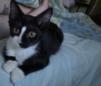 Split -  Domestic Short Hair Cat for Adoption in Pocatello, Idaho - Split | PetCurious