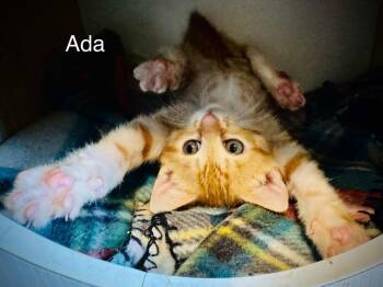 Domestic Short Hair and Tabby Cats Available for Adoption in Emerald Isle, North Carolina - Ada | PetCurious