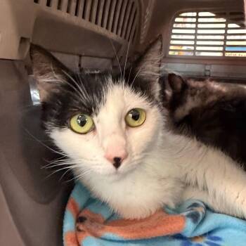 Quartz -  Domestic Short Hair Cat for Adoption in Spanish Fork, Utah - Quartz | PetCurious