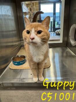 Rescue Domestic Medium Hair Cats for Adoption in Clarksville, Tennessee - Guppy | PetCurious