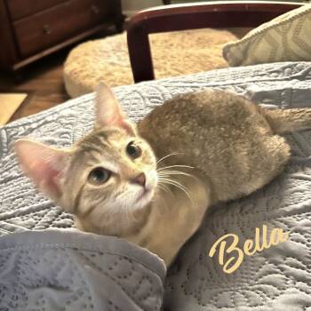 Bella #Heights-quintet -  Tabby and Domestic Short Hair Cat for Adoption in Houston, Texas - Bella #Heights-quintet | PetCurious