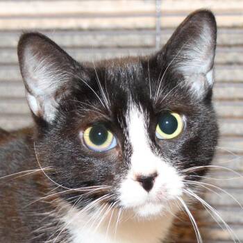 Astrid -  Tuxedo and Domestic Short Hair Cat for Adoption in Harrisburg, Pennsylvania - Astrid | PetCurious