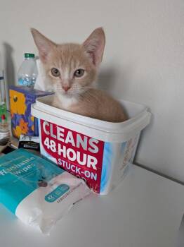 Chip -  Domestic Short Hair Cat for Adoption in Vancouver, Washington - Chip | PetCurious