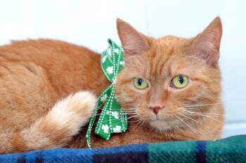 Domestic Short Hair and Tiger Cats Available for Adoption - Tabby | PetCurious