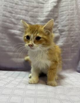 Rescue Domestic Long Hair and Domestic Short Hair Cats for Adoption in Columbia, South Carolina - Emmanuel | PetCurious