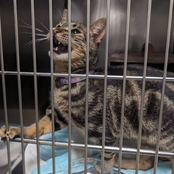 Rescue Domestic Short Hair Cats for Adoption in Philadelphia, Pennsylvania - David | PetCurious
