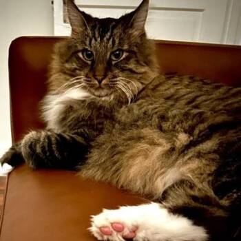 Payaso -  Domestic Medium Hair Cat for Adoption in Pasadena, California - Payaso | PetCurious