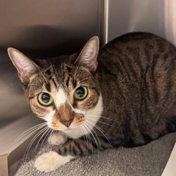 Basil -  Domestic Short Hair Cat for Adoption in Tampa, Florida - Basil | PetCurious