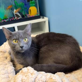 Bella -  Russian Blue Cat for Adoption in Columbus, Georgia - Bella | PetCurious