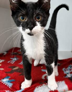 ROSCOE -  Domestic Medium Hair Cat for Adoption in Texas City, Texas - ROSCOE | PetCurious