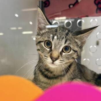 Bessie -  Domestic Short Hair Cat for Adoption in Temecula, California - Bessie | PetCurious