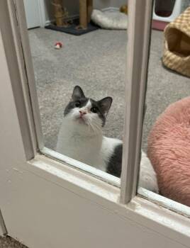 Rescue Domestic Short Hair Cats for Adoption in The Colony, Texas - Cissy | PetCurious