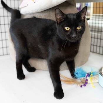 Domestic Short Hair Cats Available for Adoption - Baxter | PetCurious